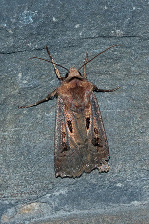 Heart and dart - Agrotis exclamationis