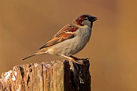 Feb 15 - House sparrow