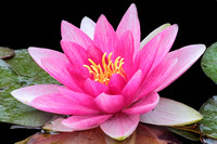 Water lily - Nymphaea sp