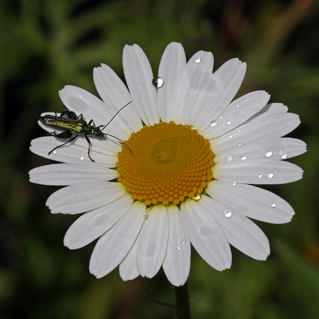 Thick legged flower beetle - Oedemera nobilis
