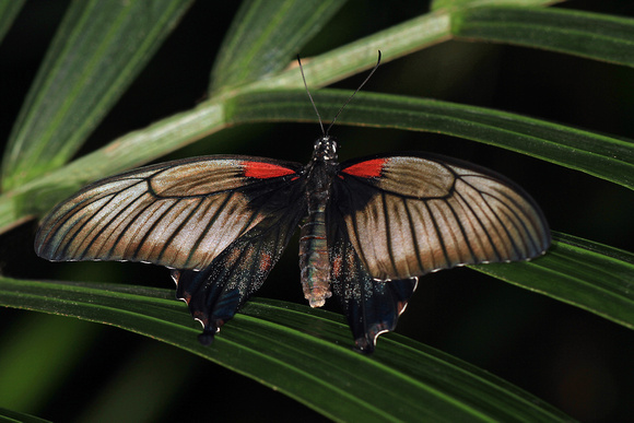 Asian swallowtail - papilio xuthus