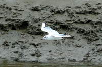 Black headed gull - Choicocephalus rudibundus
