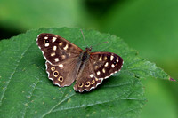 Speckled wood - Parage aegeria