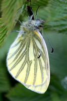 Green veined white