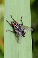 Flesh fly - Saracophaga carnaria