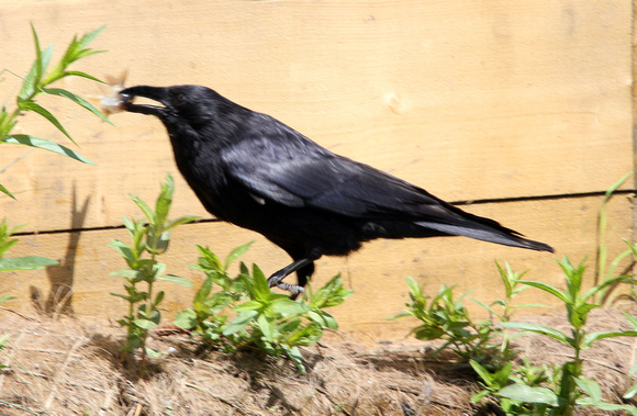 Carrion crow - Corvus corone corone