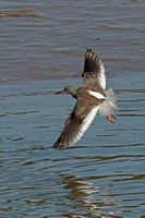 Redshank - Tringa totenus