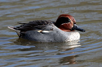 Green winged teal
