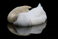 Nov 21 - Mute swan