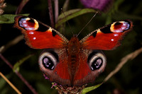 Peacock butterfly - Inachis io