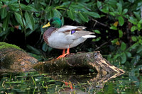 Mallard duck - Anas platyrhynchos