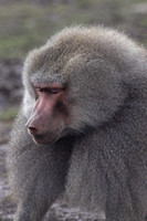 Hamadryus baboon