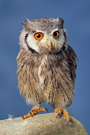 White faced scops owl - Otus leucotis