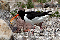 Oystercatcher