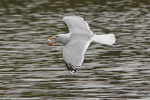 Herring gull -Larus argentatus