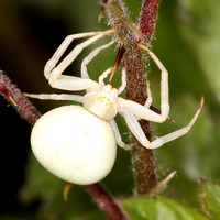 Crab spider - Misumena vatia