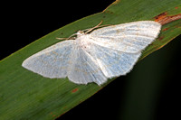 Common white wave - Cabera pursaria