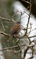 Dunnock