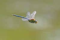 Emperor dragonfly - Anax imperator