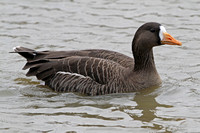 Greenland white fronted goose