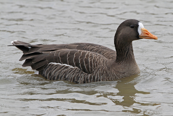 Greenland white fronted goose - Anser albifrons