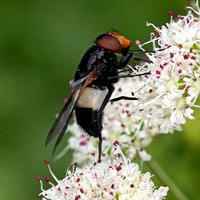 Hover fly - Leucozona lucorum