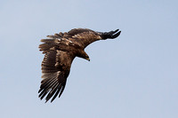Tawny eagle - Aquila rapax