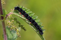 Peacock butterfly caterpillar