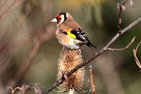 Goldfinch