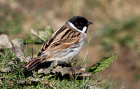 Reed bunting