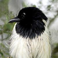 Magpie