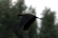 Glossy ibis