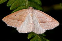Brown silver lined moth