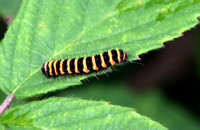 Cinnabar moth caterpillar - Tyria jacobeaea