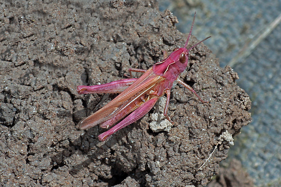 Field grasshopper - Corthippus brunneus