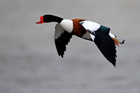 Shelduck