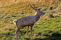 Bukhara deer - Cervus elaphus bactrianus