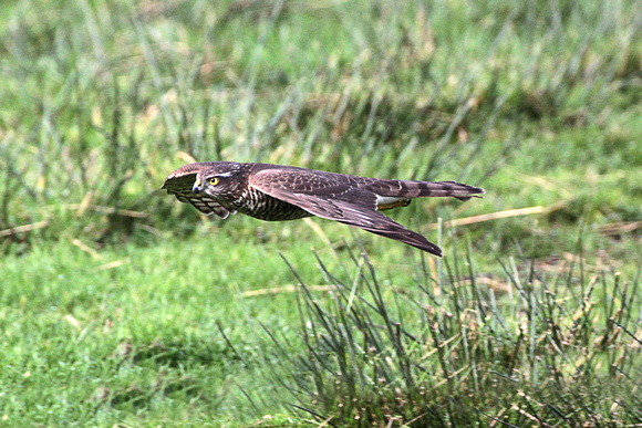 Sparrowhawk - Accipter nisus
