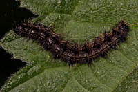 Small tortoiseshell caterpillar