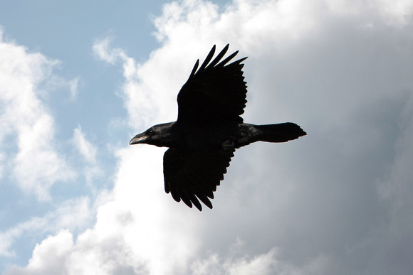 Raven - Corvus corax
