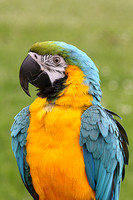 Blue & gold macaw