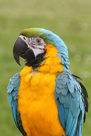 Blue & gold macaw - Ara ararauna