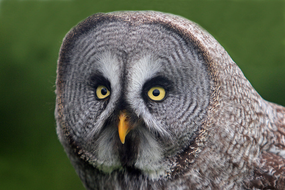 Great grey owl - Strix nebulosa