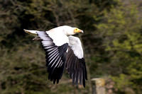 Egyptian vulture - Neophron pernopterus ginginianus