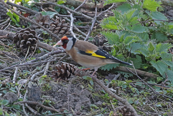 Goldfinch - Carduelis cardeulis