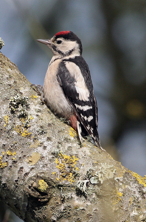 Great spotted woodpecker - Dendrocopos major