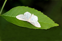 Common white wave - Cabera pursaria