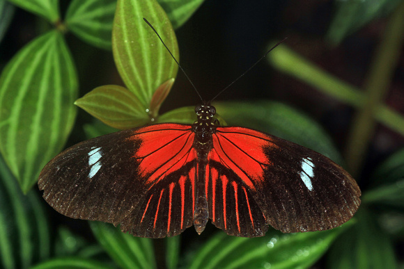 Common postman butterfly - Heliconius melpomene