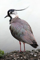 Lapwing