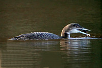 Great northern diver - Gavia immer